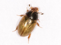 Cercyon quisquilius